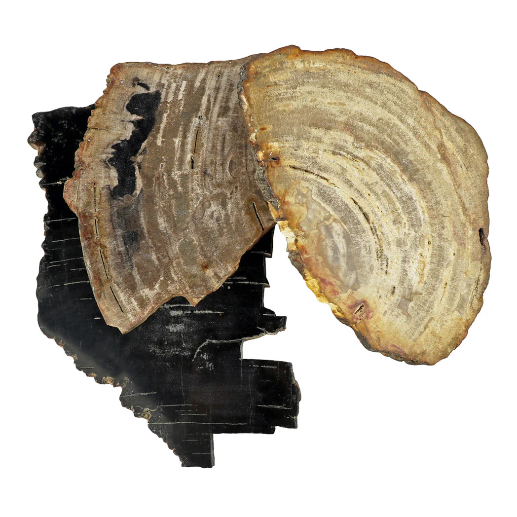 PETRIFIED WOOD COASTER