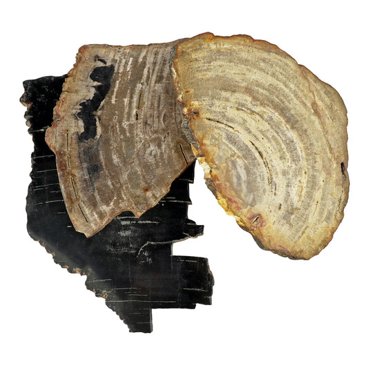 PETRIFIED WOOD COASTER